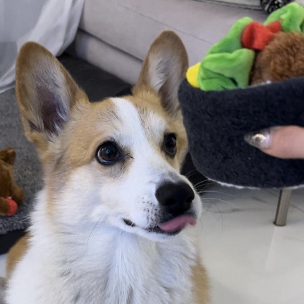 🍱 Korean Sushi Roll Nosework Toy Set