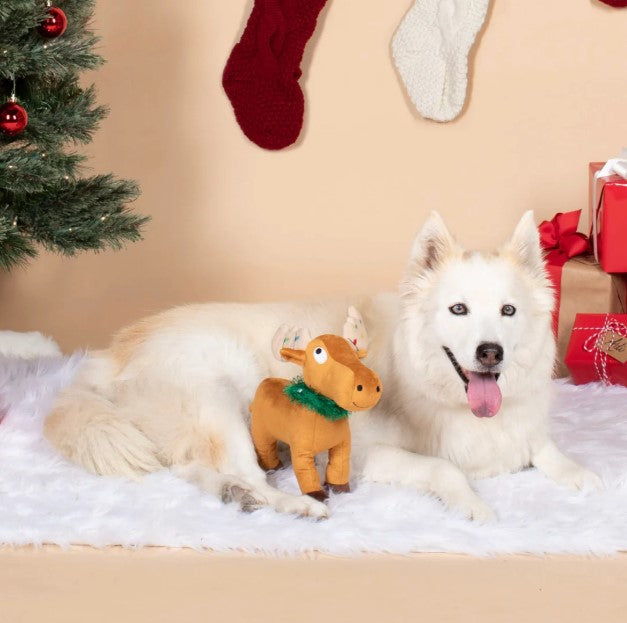 dog with a moose toy in front of a Christmas tree and stockings.