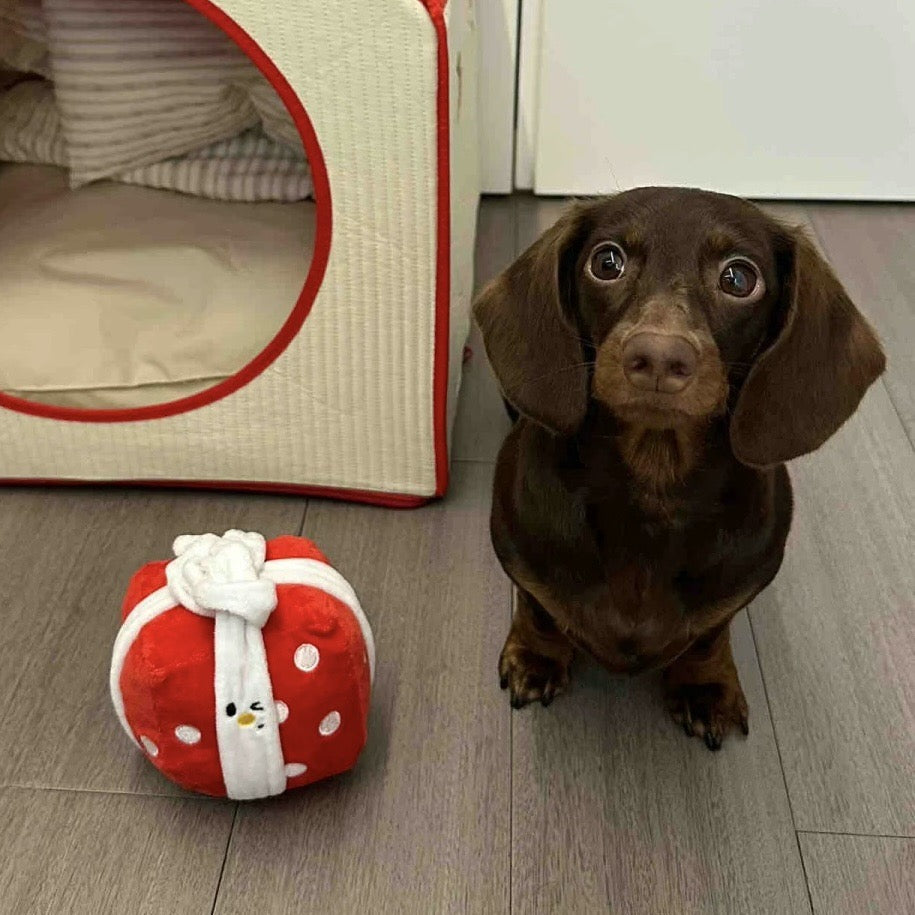 Dog sitting next to a red and white gift-shaped toy on a wooden floor.