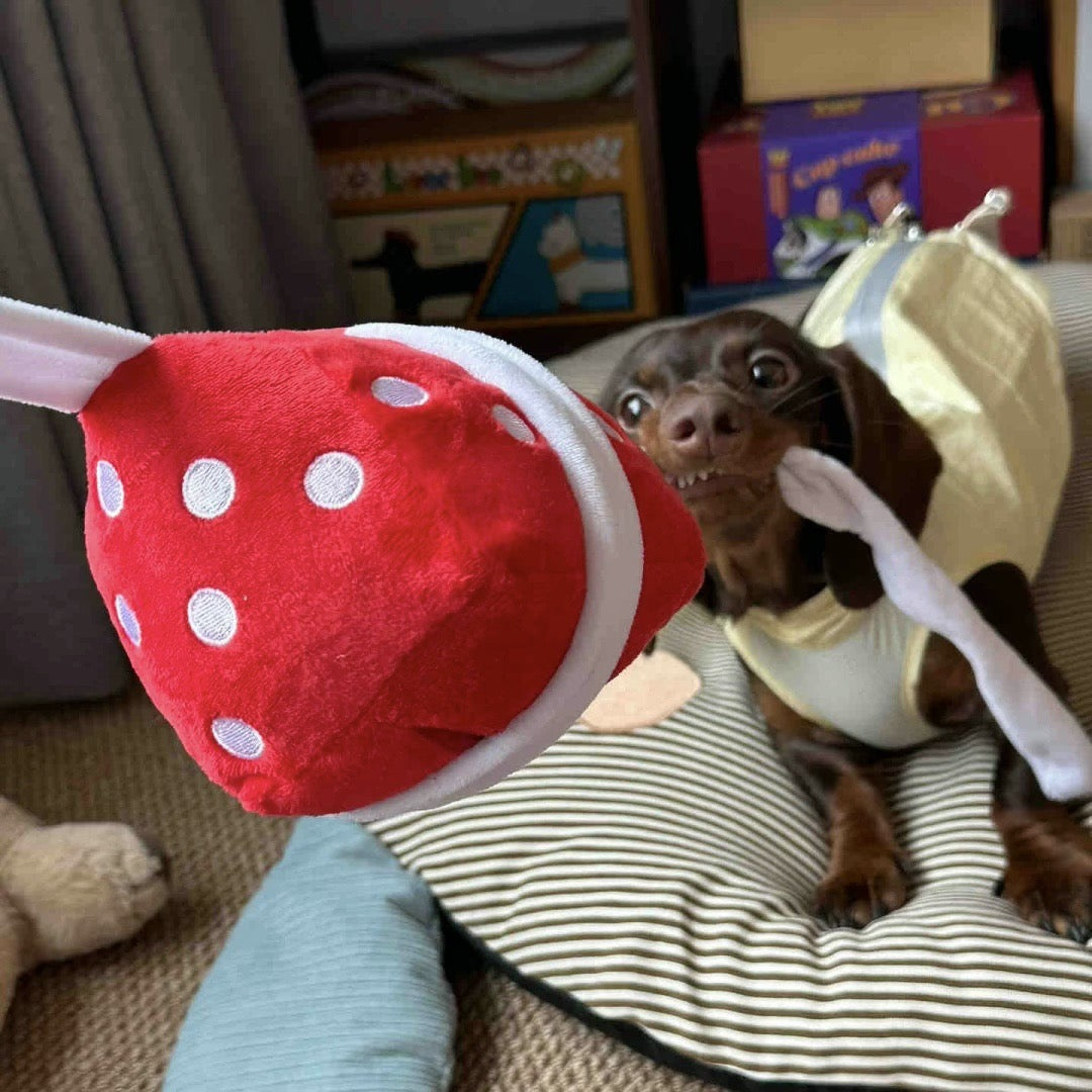 Dog in a costume playing with a red and white polka dot toy on a couch.