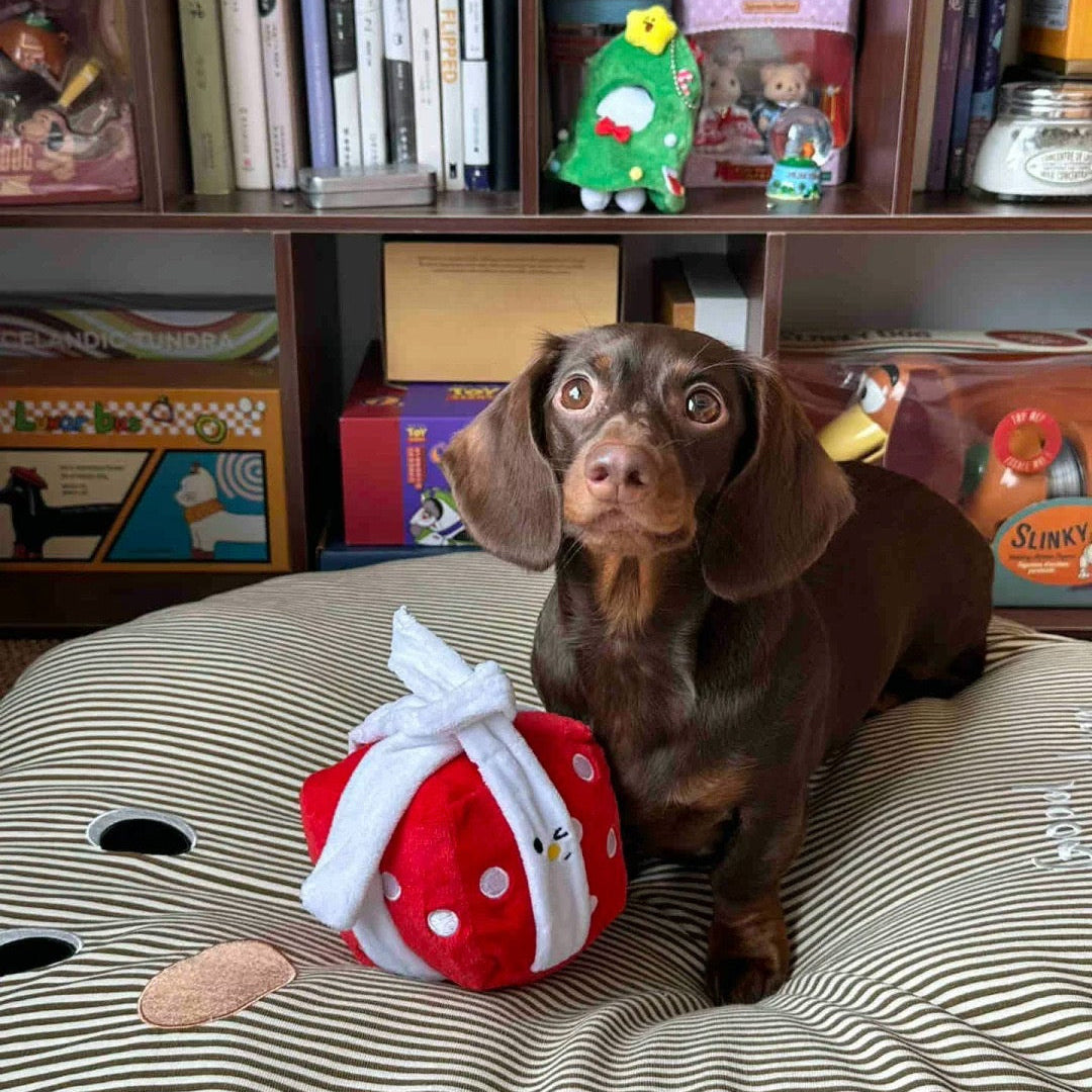 Dachshund sitting on a striped cushion with a red and white toy, in front of a bookshelf.