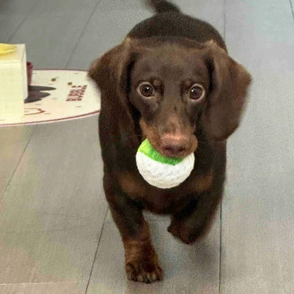 🥎Puppy Spiky Squeaky Ball Set (3 pcs)