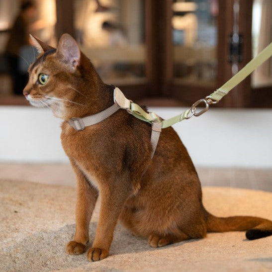 Two-Tone Leather Cat Harness &  Leash Set [🌿Moss Brown-Green]