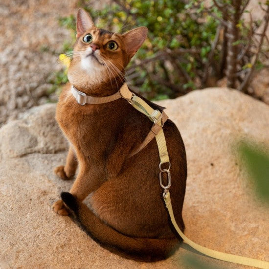 Two-Tone Leather Cat Harness &  Leash Set [🌿Moss Brown-Green]