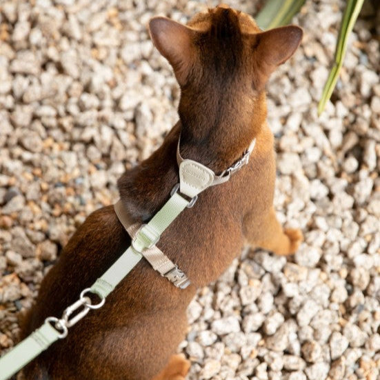 Two-Tone Leather Cat Harness &  Leash Set [🌿Moss Brown-Green]