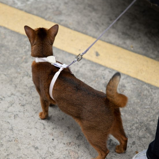 Two-Tone Leather Cat Harness &  Leash Set [🍇Berry Jam Purple]