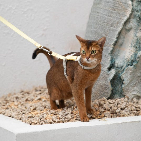 Two-Tone Leather Cat Harness &  Leash Set [🍋 Fruit Stem Yellow]