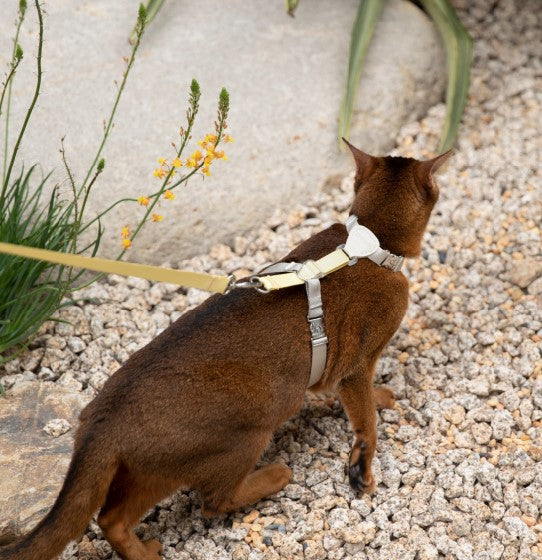 Two-Tone Leather Cat Harness &  Leash Set [🍋 Fruit Stem Yellow]