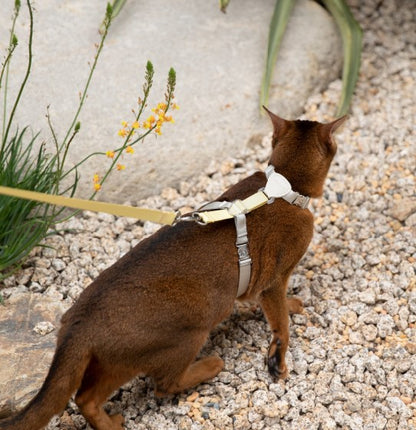 Two-Tone Leather Cat Harness &  Leash Set [🍋 Fruit Stem Yellow]