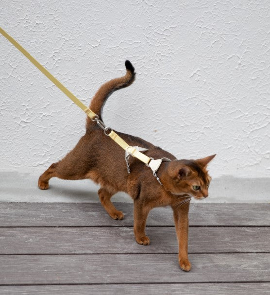 Two-Tone Leather Cat Harness &  Leash Set [🍋 Fruit Stem Yellow]