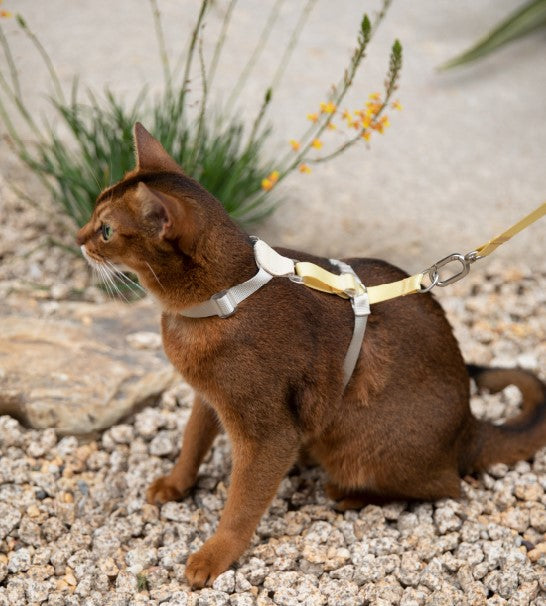 Two-Tone Leather Cat Harness &  Leash Set [🍋 Fruit Stem Yellow]