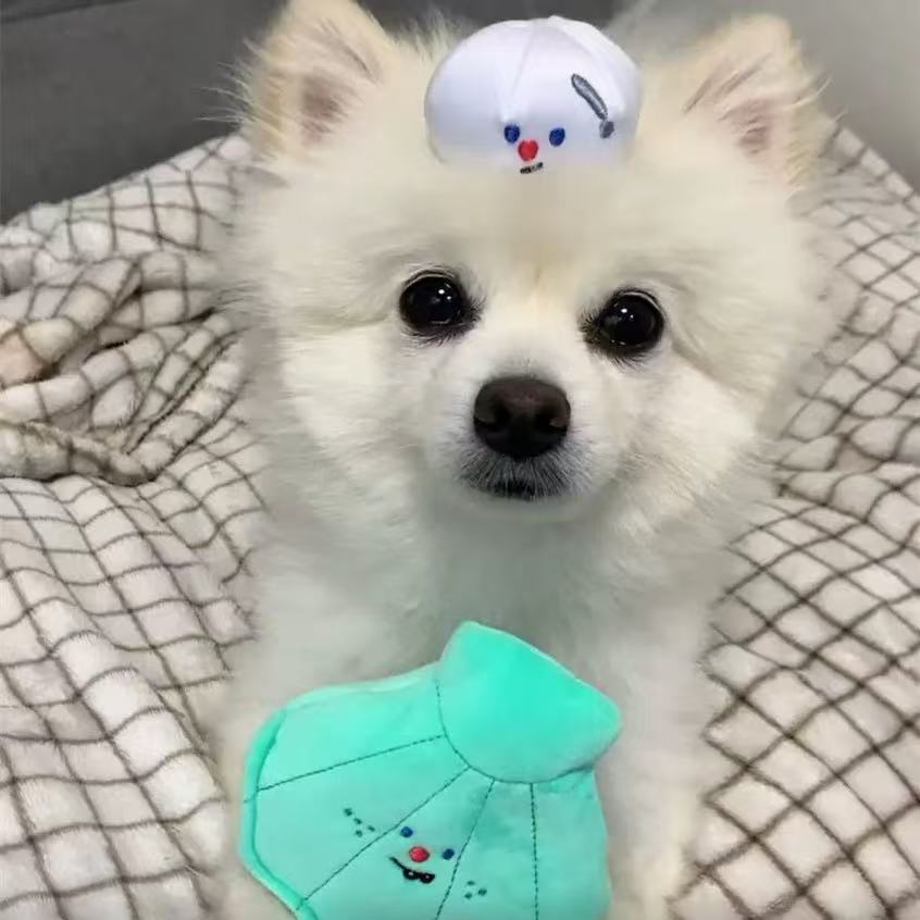 🐚 Shell and Pearl Sniffing Toy