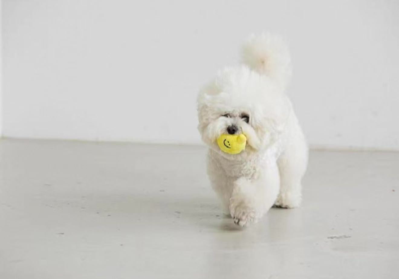 🍋 Lemon Tea Hide-and-Seek Sniffing and Squeaky Toy