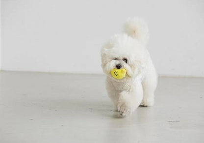 🍋 Lemon Tea Hide-and-Seek Sniffing and Squeaky Toy