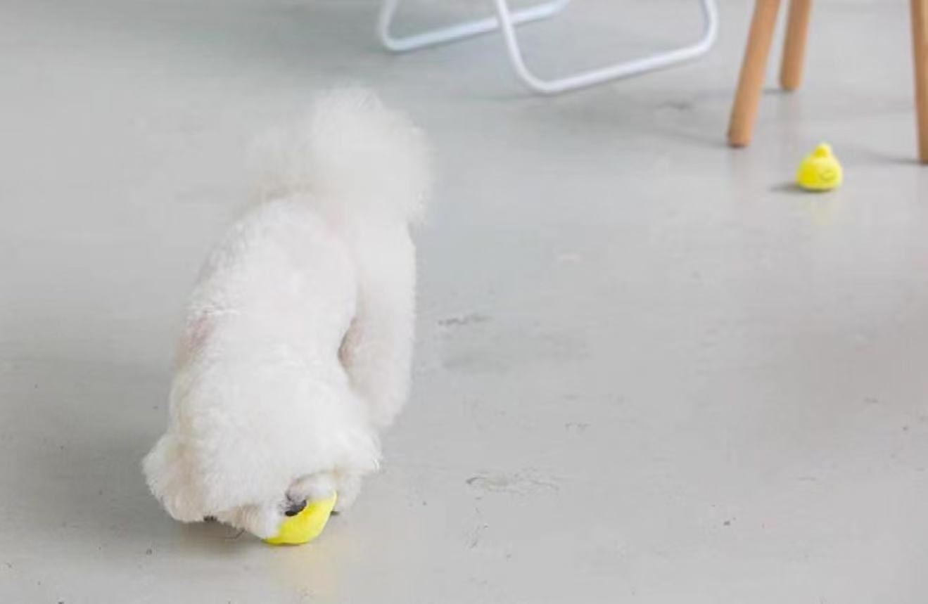 🍋 Lemon Tea Hide-and-Seek Sniffing and Squeaky Toy