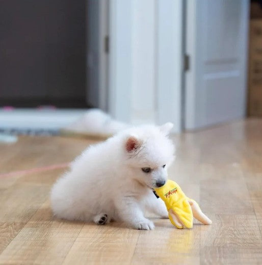 🍌 Banana Nosework Toy