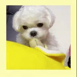 🍌 Banana Nosework Toy