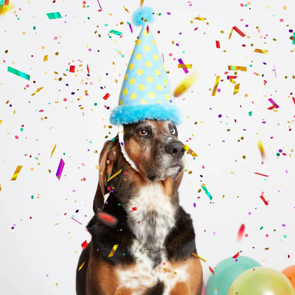 🎂 Barkday Party Hat Plush Dog Toy